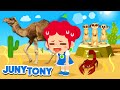 Desert Animal Adaptations and Behaviors