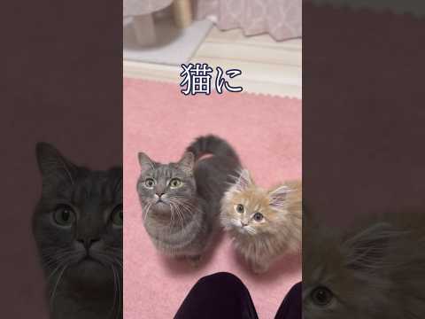 猫に苺をあげるとこうなります...#shorts #猫 #動物