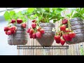 Cultivo de Árboles Frutales en Macetas