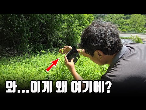 전국민 대부분이 모르는 놀랍고 희귀한 존재입니다. 너무 소중하네요 ㄷㄷ