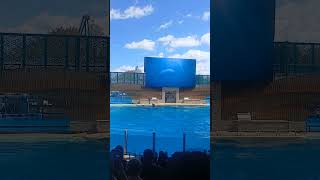 orca #seaworld