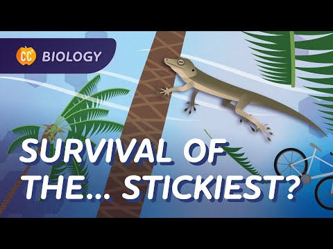 Natural Selection: Life's Way of Stayin' Alive: Crash Course Biology #13