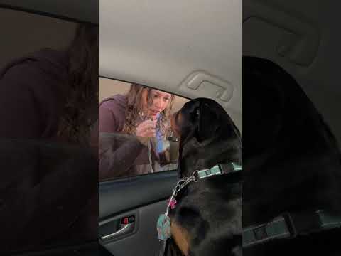 Going to school #rottweiler #dog #puppy #fyp #reels #shorts