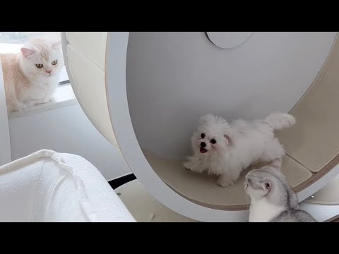 고양이들과 함께 자란 강아지는 캣휠을 탑니다