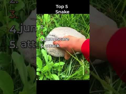 the best snake clips in the world