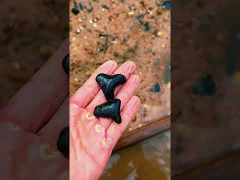 Riverbed Exposes 10 Million Year old Artifacts!
