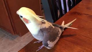 Singing to my Breakfast!
