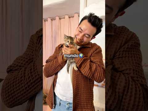 El Gato Más Pequeño del Mundo 🐈
