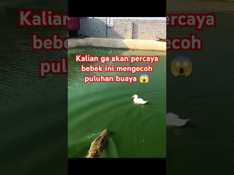 bebek yg pintar #fyp #shortvideo #faktaunik #vidioviral