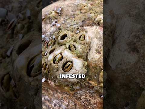😱Sea Turtle INFESTED with Barnacles!
