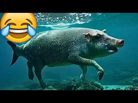 You laugh you lose | Try not to laugh 😈