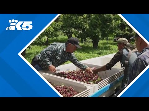 YouTube video thumbnail: Fear of ICE Raids Causing Farm Worker Shortage in Washington
