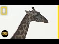 Animal Tracking and Behavior Insights