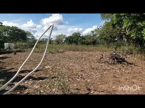 Casinha Simples Na Roça Com Muitas Árvores Frutíferas