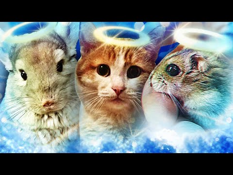 Топ5 УШЕДШИХ Питомцев