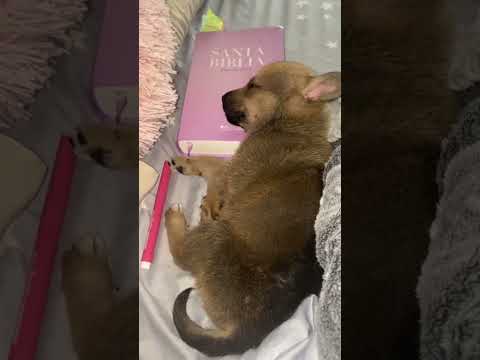 Rescate de Moski parte 3.#animalessalvaje #animales #storytime #cachorro #animallover #adorable