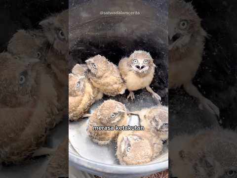Induk Tak Kembali 🦉