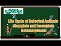 Animal Life Cycles and Metamorphosis