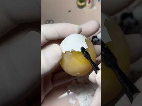 기네스북 도전 | 알"고리즘 달까남