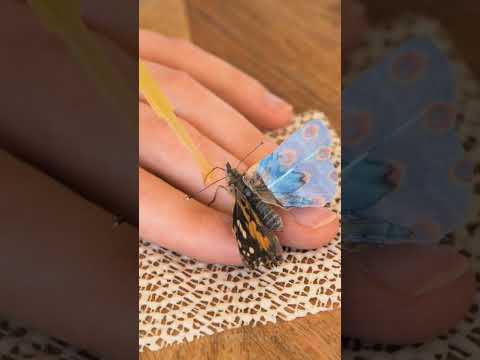 Unbelievable Rescue! Watch Her Save and Repair a Butterfly’s Wing! 🦋 #arts #rescue #butterfly #craft