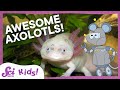 Understanding Axolotls and Amphibians