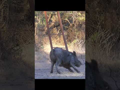 25 ish Texas Boar Hog Kill Shots