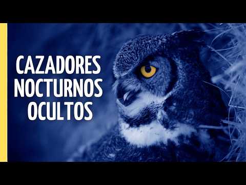 Amos de las tinieblas: Secretos de la fauna nocturna