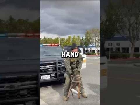 K9 Handling Goes Wrong | Tearing Apart Suspect Arm