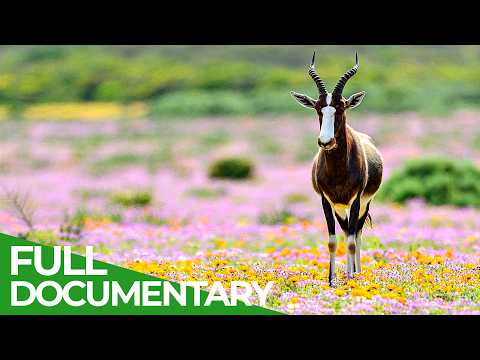 Wild Southern Africa | Episode 2: The Kingdom of Colours | Free Documentary Nature