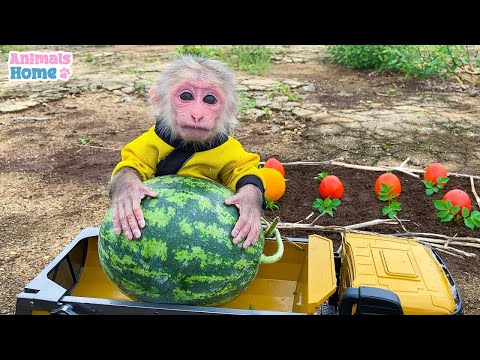 Farmer BiBi picks watermelon to make ice cream