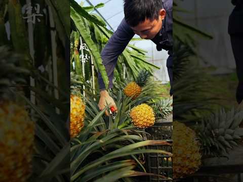 Golden Jade Pineapple Wine โ Crafted with Ancient Tradition, Sweeter Than Honey