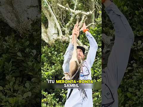 Menyelamatkan Burung Air yang Terperangkap di Pohon #shorts #story #rojakchannel