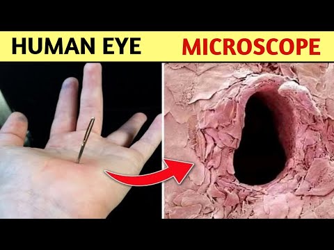 20 Things You Can Only See Under Microscope 🔬 | Worldkfactz