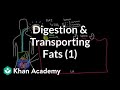 Fat Digestion and Absorption Concepts