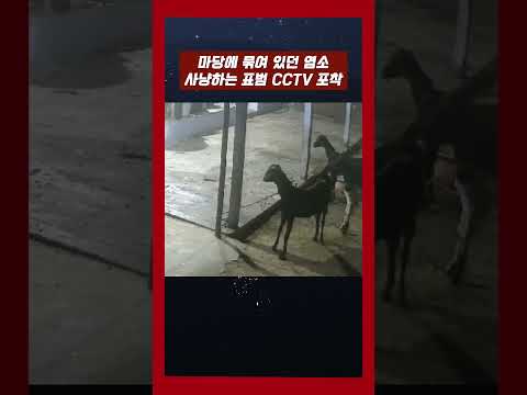 마당에 묶어 놓은 염소 사냥하는 표범 포착 #야생동물 #해외토픽