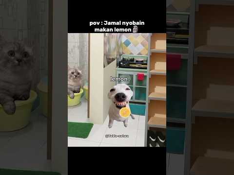 "kecut"🗿#funny #hiburan #lucu #kucing #imut #sound #vidio #shorts #youtube #lawak #catlovers