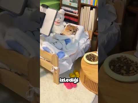 Dünyanın En Tembel Kedisi: Yemek İçin Bile Kalkmıyor! 🐱📺