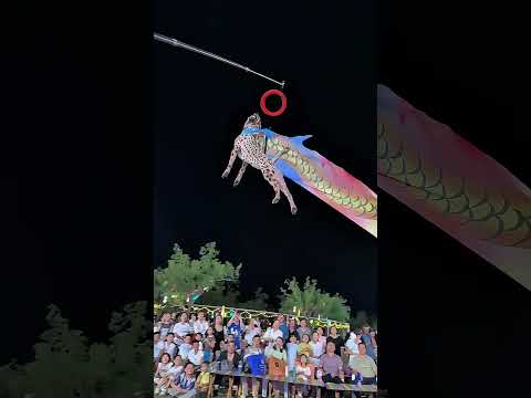 night shift from ring catching jump dog #dog #shortsvideo #trending #viralvideo #shorts