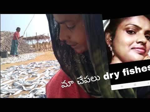 @ maa dry fishes చావలేllu #