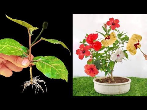 How To Propagate Hibiscus Plant From Cutting | Hibiscus Cutting Propagate