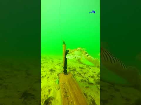 CUTTLEFISH_sipia_السبيط_السوبيا_الحبار آلة تجربة الطعوم