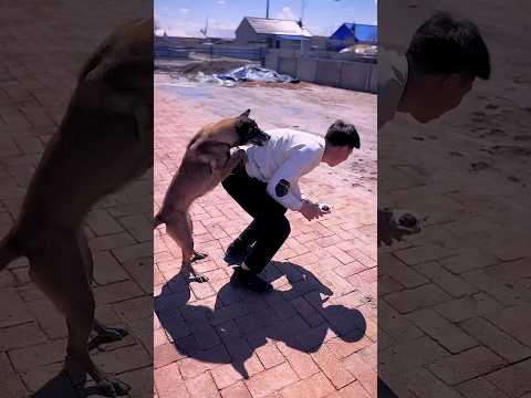 Dog saves 41 | Viral Gadgets, Smart Appliances, Kitchen Utensils/ Home Inventions #shorts #dog