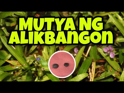Ang Mutya ng Alikbangon Plant - Alamin kung paano makukuha Kevin Tv Official