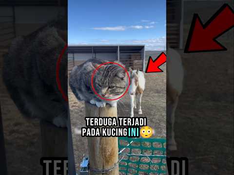 Hal unik oleh kuda pada kucing ini😳