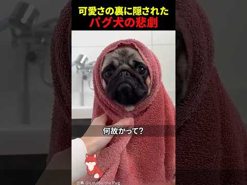 ㊗️200万回再生‼︎ パグ犬の可愛さの裏に隠された衝撃の真実