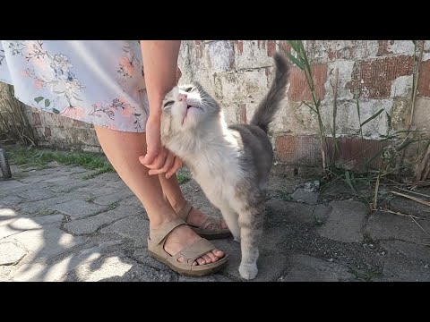 Smoke the cat purrs, trills and happily circles around me