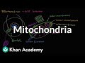 Understanding Mitochondria