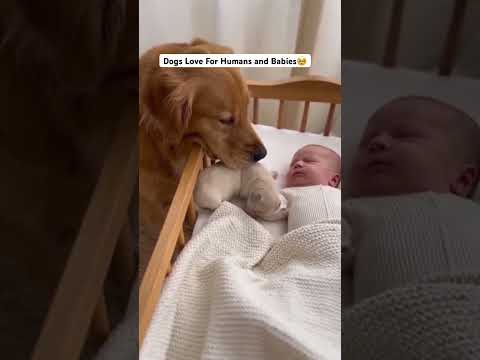 When Dogs Meets Baby for the First Time #shorts #viralshorts #babyshorts #dogshorts #viral