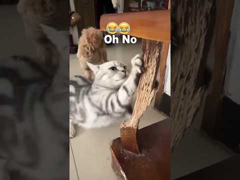 Cat Destroys Everything😻😻 #cat #funnycat #cats #funnyvideo #fyp