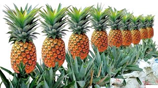 Como plantar piña en casa fácil y rápido